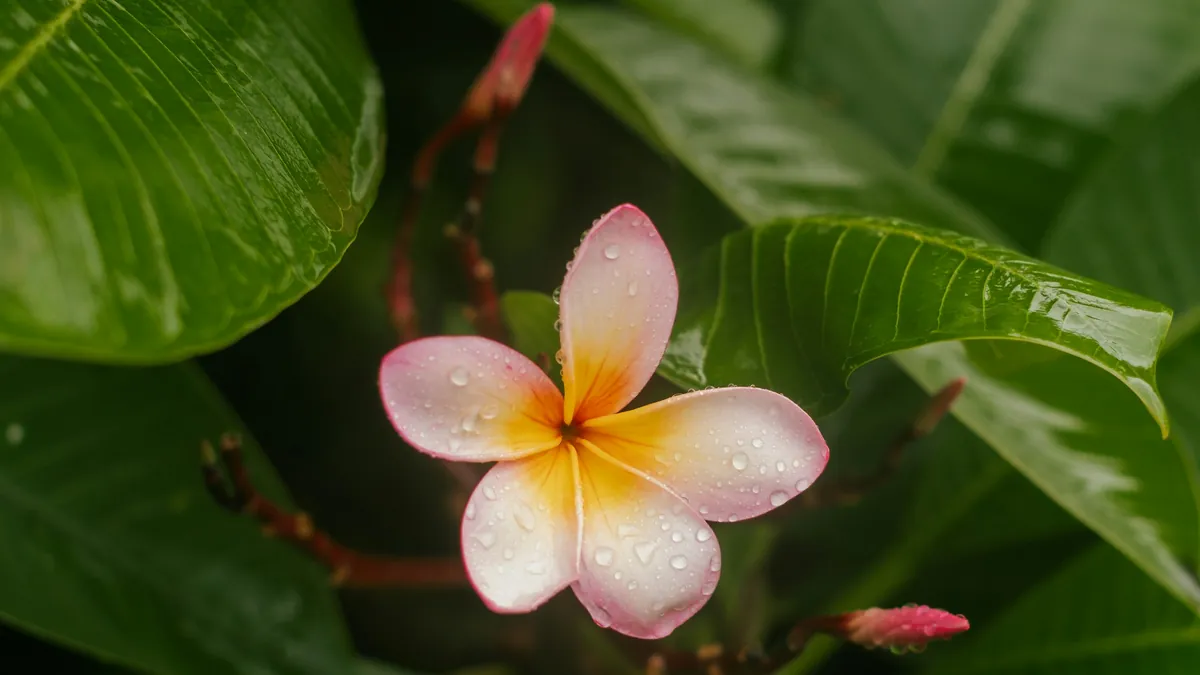 A pink and yellow frangipani flower after rain
