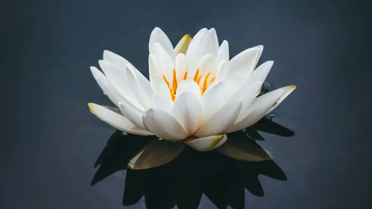A white water lily on dark water