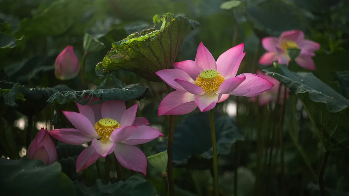 Pink water lilies on a pond