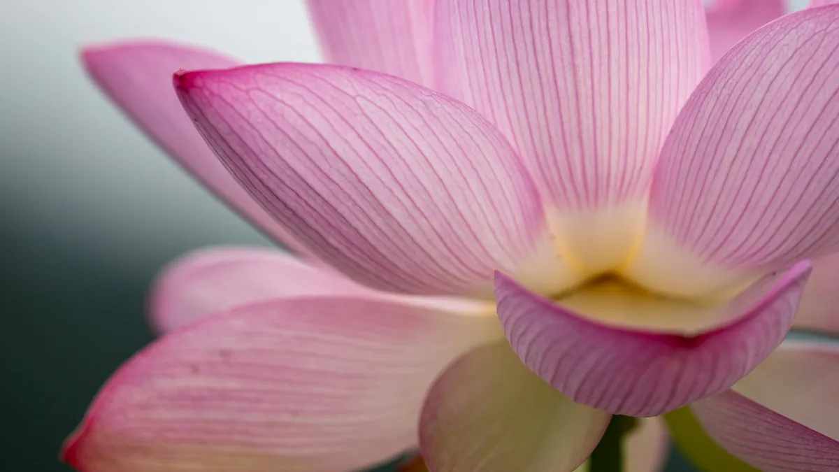 A pink lotus flower up close