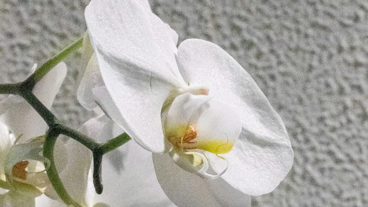 A white orchid in bloom